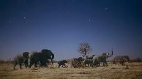 Click to watch 'Elephant Plains' (popup) Earth At Night In Color